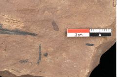Foto (Detailsansicht) von Quercus palaeoilex Ettingshausen (NHMW-GEO-2024-0188-0840)
